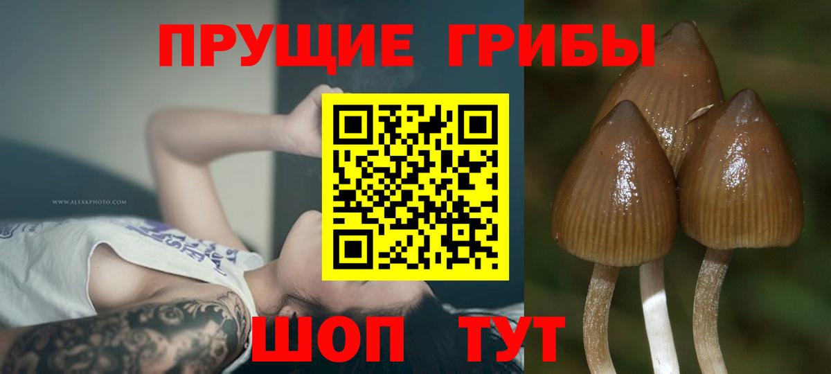 Псилоцибиновые грибы Cubensis  Вход с VPN  Якутск 